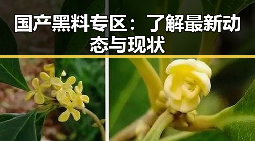国产黑料专区：了解最新动态与现状
