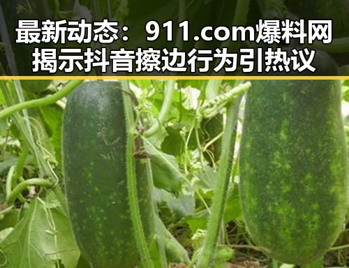 最新动态：911.com爆料网揭示抖音擦边行为引热议